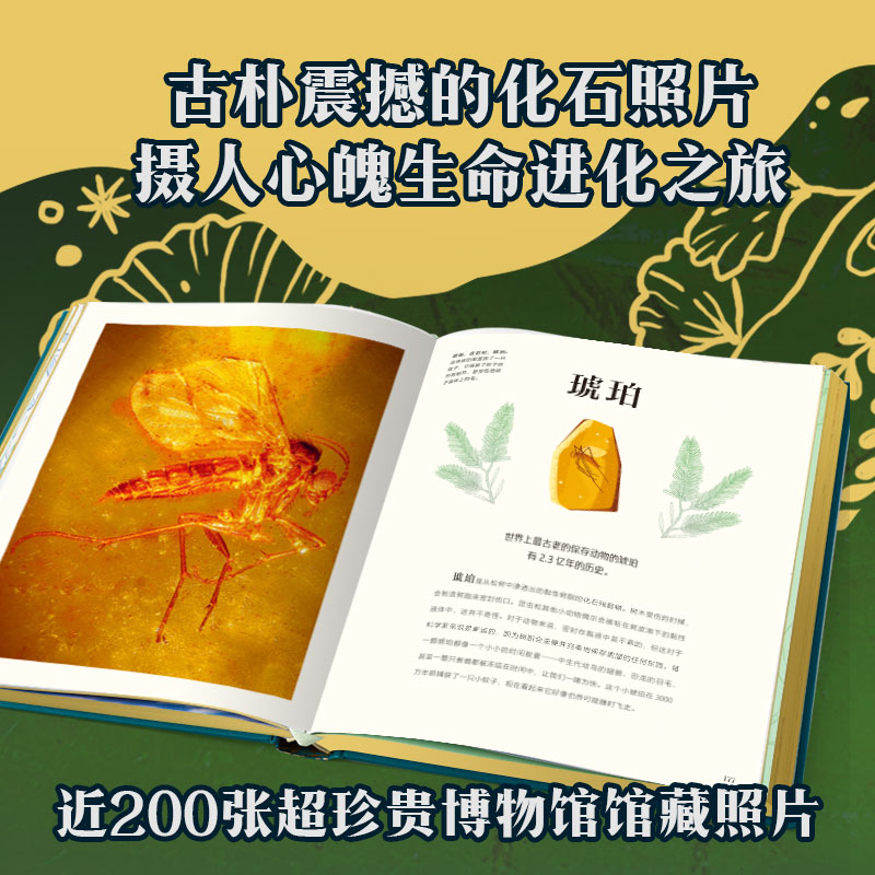 DK远古生物大发现 [正版]4岁+DK远古生物大发现 安苏亚钦萨米图兰著 超人气科普大V江氏小盗龙审校 值得珍藏的古生物高清大图