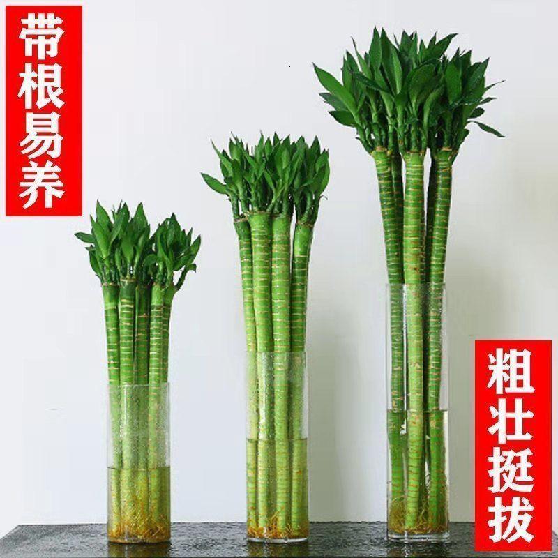 悦方华带根转运竹龙头竹富贵竹开运竹招财竹花卉吸甲醛绿植盆栽室内