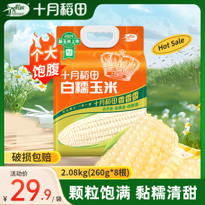 十月稻田白糯玉米