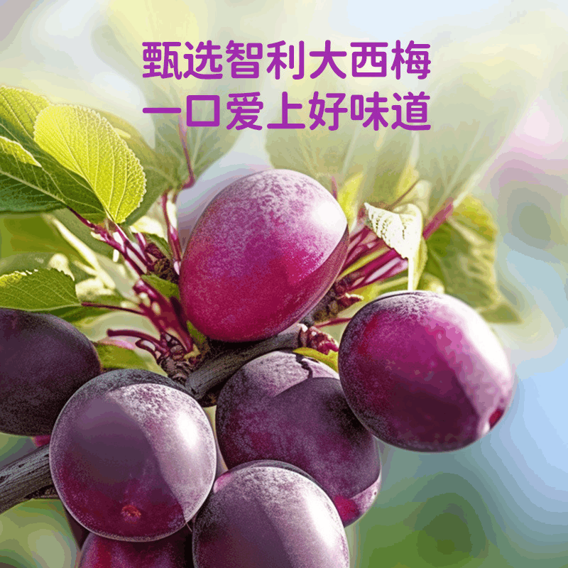 西梅多多酸奶饮品0添加蔗糖含膳食纤维饮料饮品整箱220ml*10瓶图片