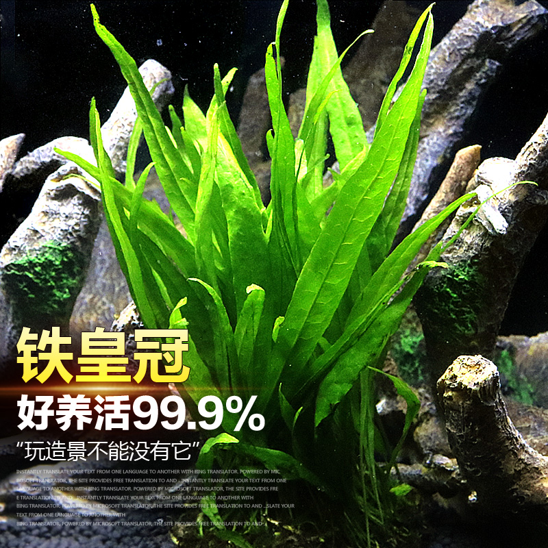 丹景懒人麦细叶铁皇冠粗叶中后水鹿角铁带底座水大号高清大图