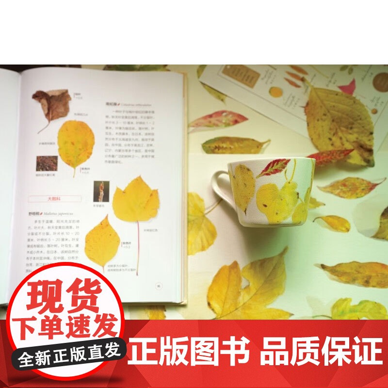 落叶观察手册 安田守 著 科普读物高清大图