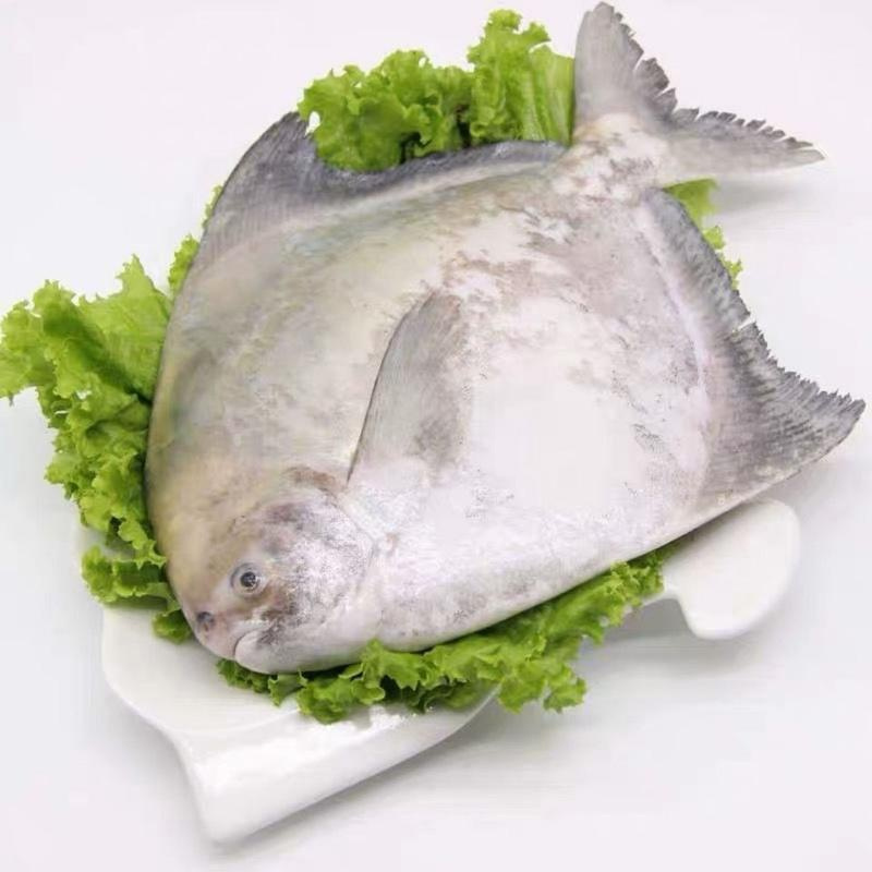 赛卡伊12斤一条东海大白鲳鱼薄冰保鲜新鲜冷冻银鲳鱼1条约600克