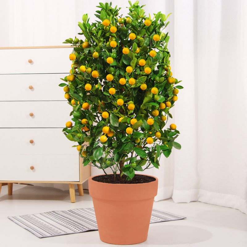 古达金桔树带果大树盆栽室内客厅观果植物金橘树盆景过年开业送礼绿植