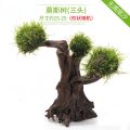 鱼缸造景套餐性水榕沉木真水草淡水无土植物增氧趴地矮珍珠 默认尺寸 莫斯树（随机三头）