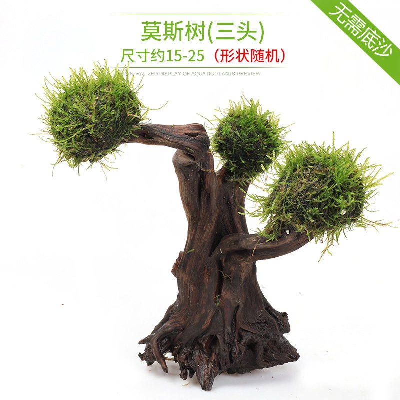 鱼缸造景套餐性水榕沉木真水草淡水无土植物增氧趴地矮珍珠