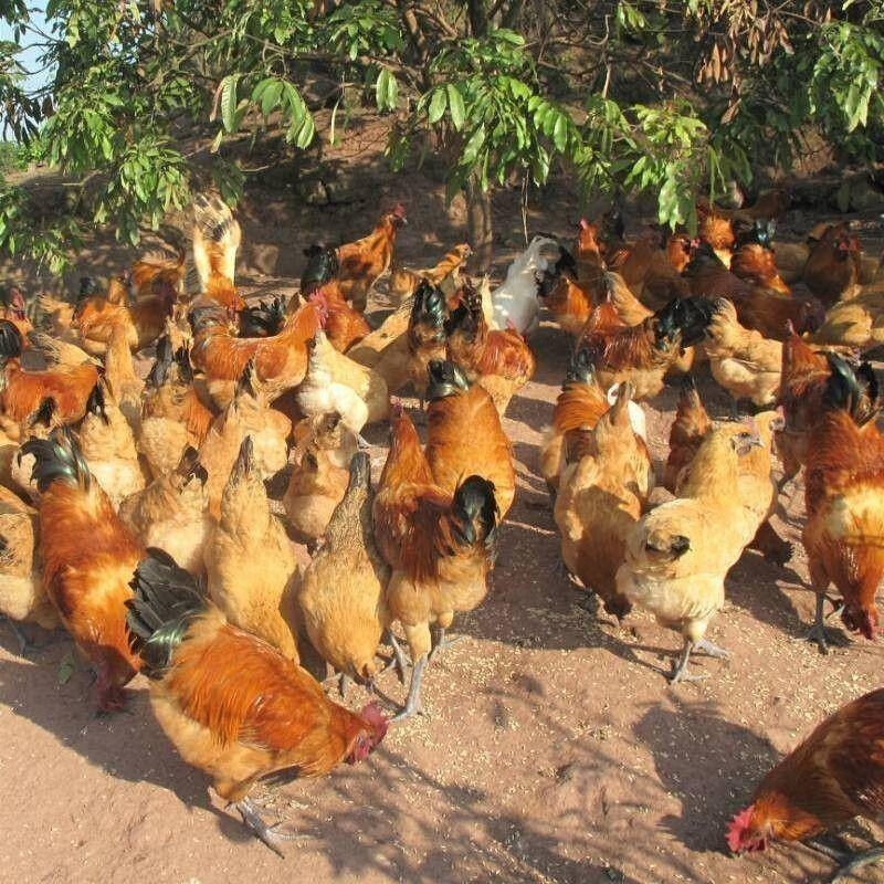 泓花会生鲜谷物散养新鲜老母鸡2只5斤 C高清大图
