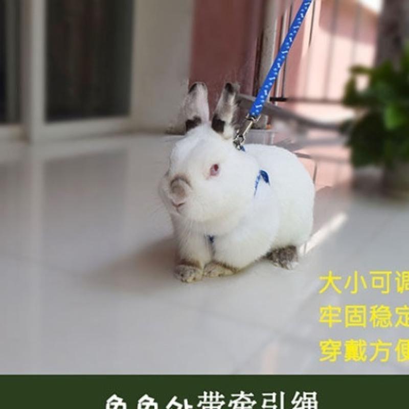 *建议2-8斤用 牵引绳子伸缩溜兔绳带链子牵兔绳兔兔垂耳兔龙猫小