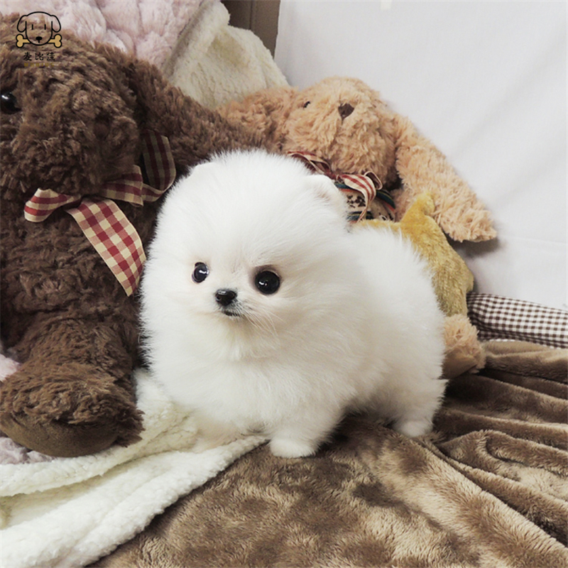 麦比佳 狗狗活体 纯种博美犬幼犬哈多利系球体博美俊介狗长不大茶杯犬玩具型迷你袖珍博美宠物狗微小体杯子狗高清大图