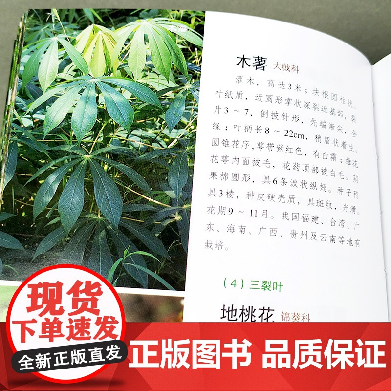 正版1000种常见植物野外识别速查图鉴 图解中草药大全 化学工业社 野外识别原植物鉴别图册中国常用手册 图识别与应用图典高清大图