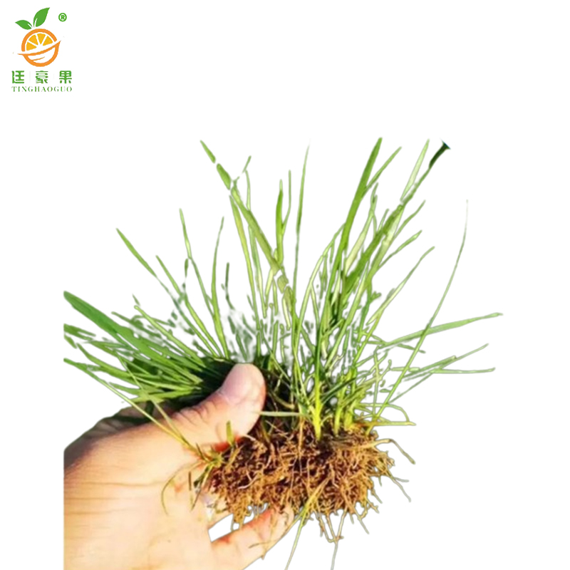 廷豪果 早熟禾草籽 绿化草坪种子 包衣 /千克高清大图