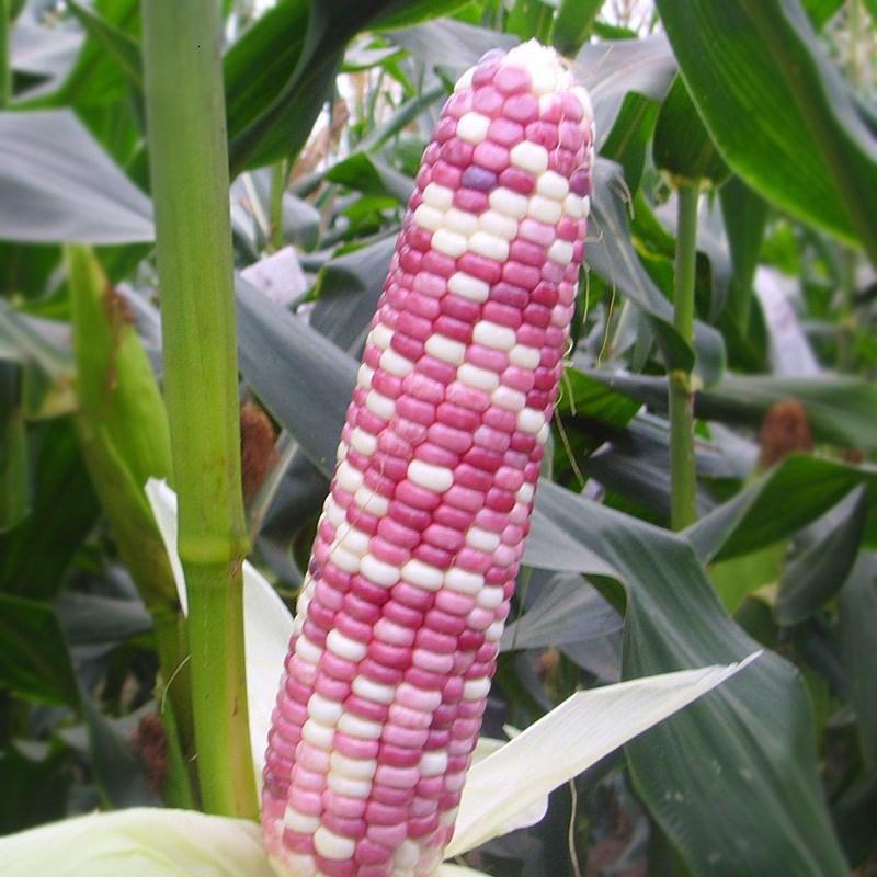 彩糯玉米种子高产大田抗旱早熟粘甜种籽青贮杂交四季玉米香甜超甜