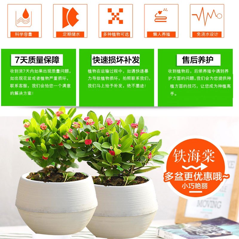 虎刺梅盆栽 铁海棠四季花卉室内阳台盆栽