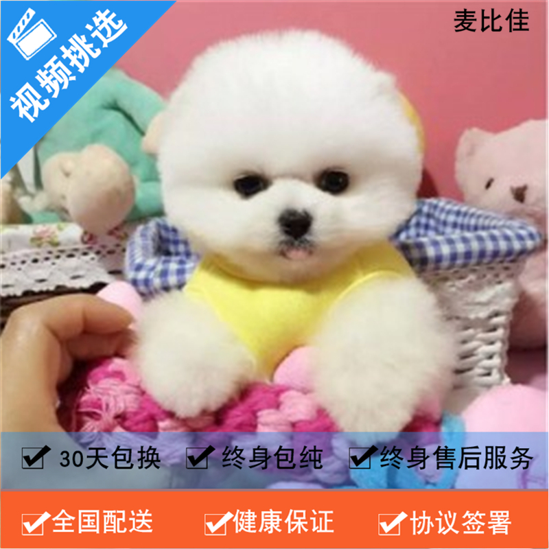麦比佳 纯种哈多利系球体博美犬幼犬俊介 日系俊杰双血统长不大的茶杯狗白色博美犬 赛级博美犬活体狗狗纯种博美犬终身包纯种