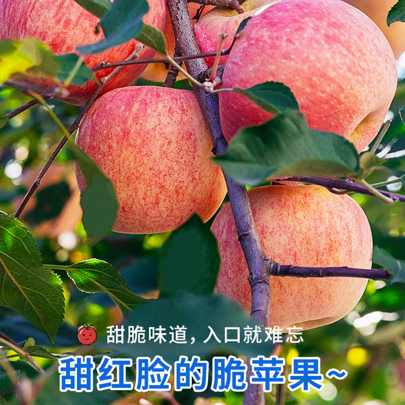 冠町 山东烟台红富士苹果带箱9斤特大果[85-90mm]新鲜水果生鲜