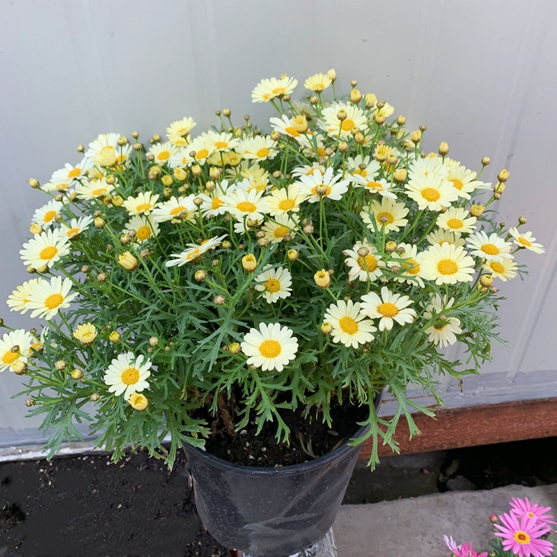 回固蓝色玛格丽特盆栽观赏多色可选雏菊花室外阳台耐寒花卉花期久蓝玛