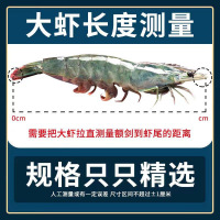 青岛大虾 整箱3.6-4斤 12-14厘米左右 顺丰速运 新鲜日期 冰鲜虾活新鲜大虾 基围虾水产冻虾