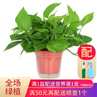 艾荟萃 绿萝盆栽客厅卧室除甲醛空气净化室内植物绿植盆栽水培植带土含盆养护非常容易 绿萝180#-高脚红盆（储水）
