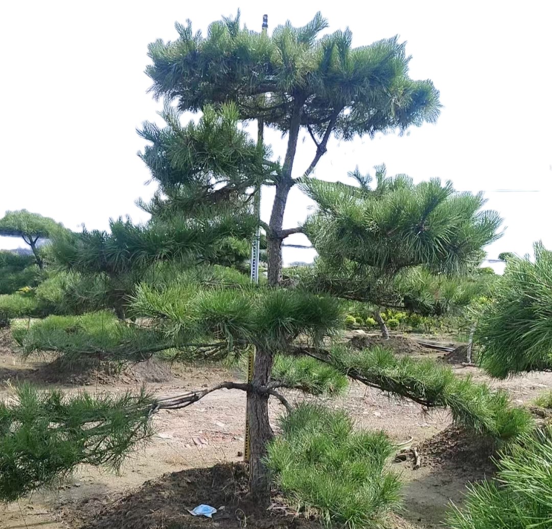 诚智旺 迎客松 YKS-2 /棵高清大图