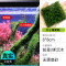 鱼缸造景莫斯沉木水榕无土植物懒人增氧真水草趴地矮珍珠陀草