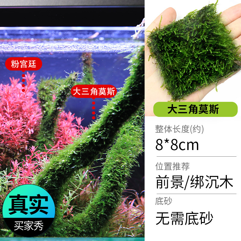 鱼缸造景莫斯沉木水榕无土植物懒人增氧真水草趴地矮珍珠陀草