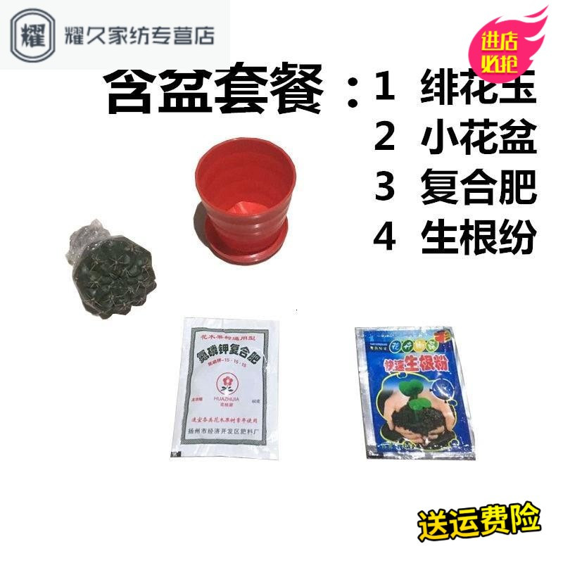 多肉植物仙人球绯花玉 会开花的仙人球绯花玉 防辐射花卉绿植(请先与客服确认再下单)