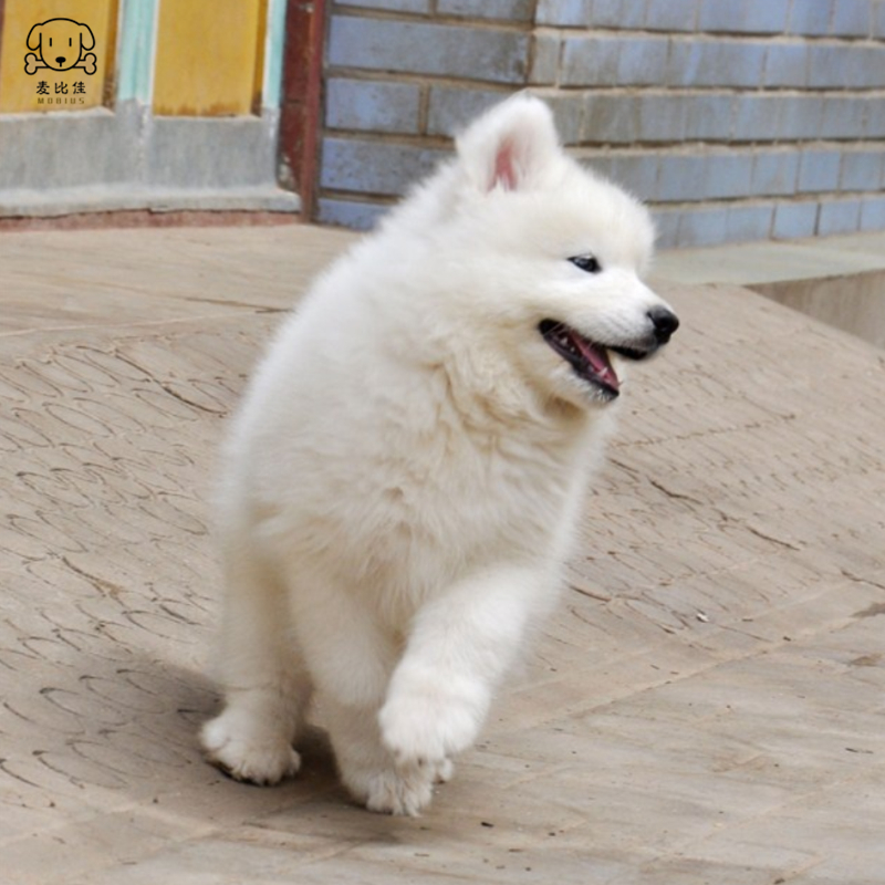 麦比佳 萨摩耶犬幼犬 萨摩耶犬狗狗活体 纯种血统中大型雪橇犬萨摩大骨架熊版澳版微笑天使纯白色萨摩耶宠物狗高清大图