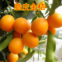 金桔树苗嫁接 脆皮金桔 金钱桔树苗金橘苗甜桔苗盆栽地栽当年结果