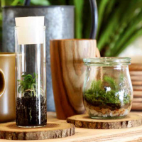 [正版]苔藓生态瓶 教你打造迷你玻璃微景观花园制作花卉DIY盆栽缸种植物技巧教程与养护图鉴多肉花艺园艺创意设计图谱多肉