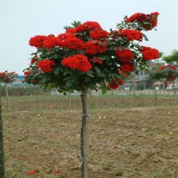 年开花庭院盆栽地栽绿植花卉高杆树形树状大花双色月季花苗玫瑰花苗树状月季花苗苗