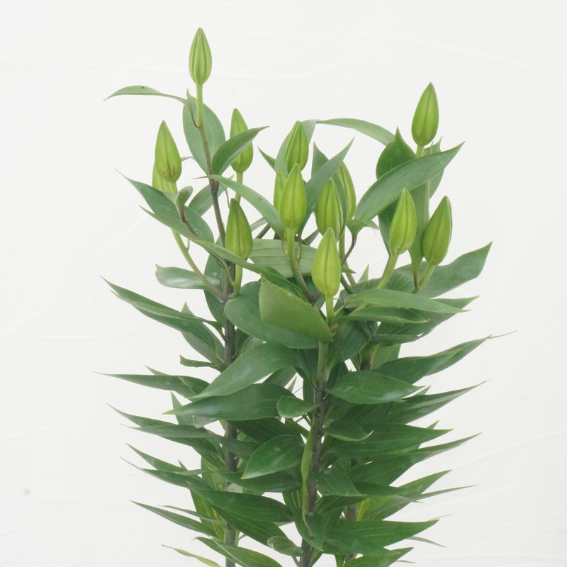 【盆栽香水百合】带盆载好发货花苞多花苞大多种规格上市可移盆可拼盆可剪下来插花瓶也可以三盆组合成大盆香水百合精品粗壮肥硕