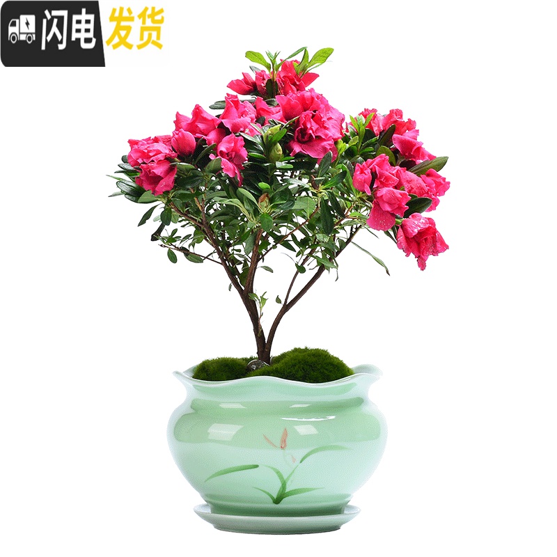 三维工匠青瓷多肉蝴蝶兰专用花盆带托盘大号陶瓷简约吊兰绿植兰花盆 粉青602+托盘864 大花盆容器高清大图