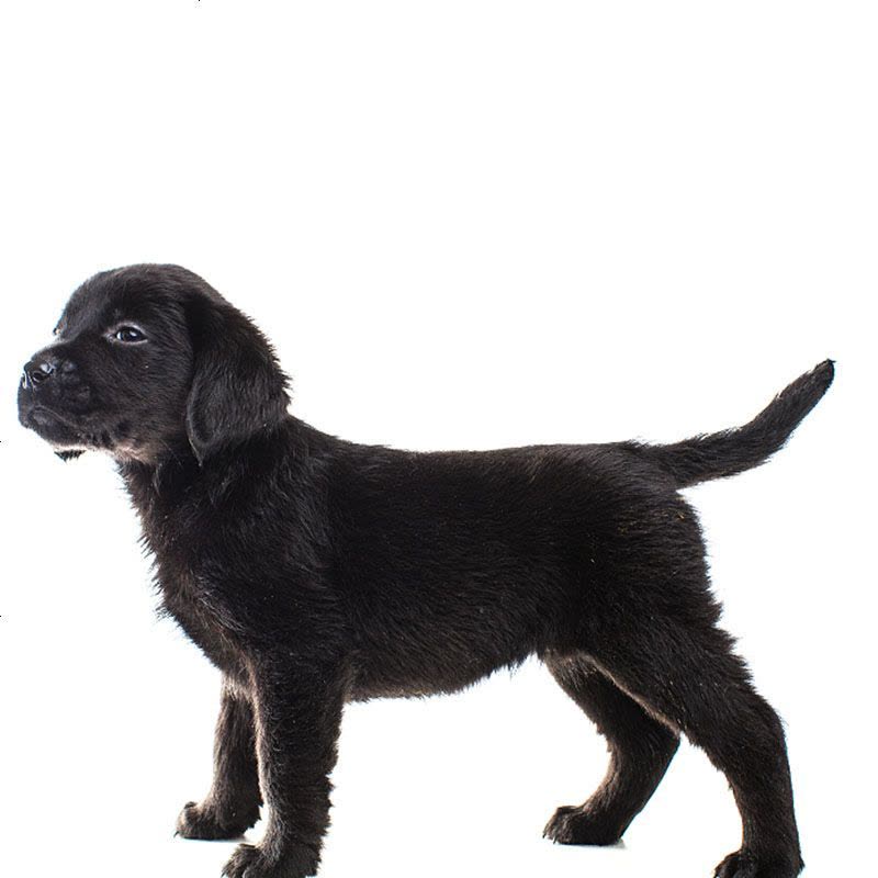 拉布拉多幼犬导盲犬 拉布拉多幼犬纯种 小宠物狗拉布拉多幼崽 中大型犬 小型犬 纯种金毛图片