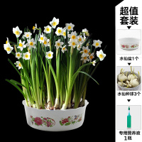 仙花种球荷兰进口.洋仙花种子培植物养花卉绿植盆栽迪克威顿3个球+盆+营养液含盆