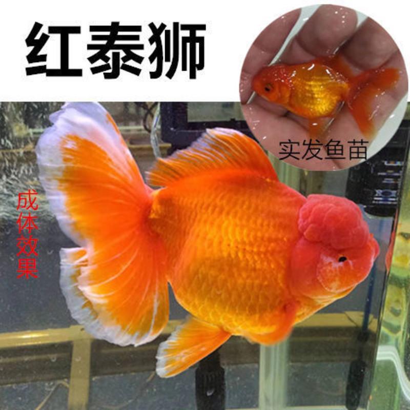 兰寿金鱼活体冷水观赏鱼好养耐活招财狮子头淡水小金鱼小型冷水鱼3 5cm红泰狮3条报价 参数 图片 视频 怎么样 问答 苏宁易购