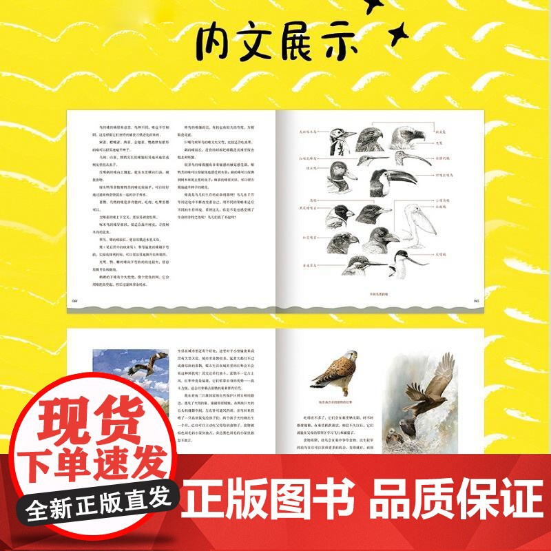 书央视网]我们身边的小鸟朋友 手绘观鸟笔记 跟随自然艺术家丫丫鱼RD探索小鸟的奥秘 200幅手绘插图带你发现身边的小鸟朋高清大图
