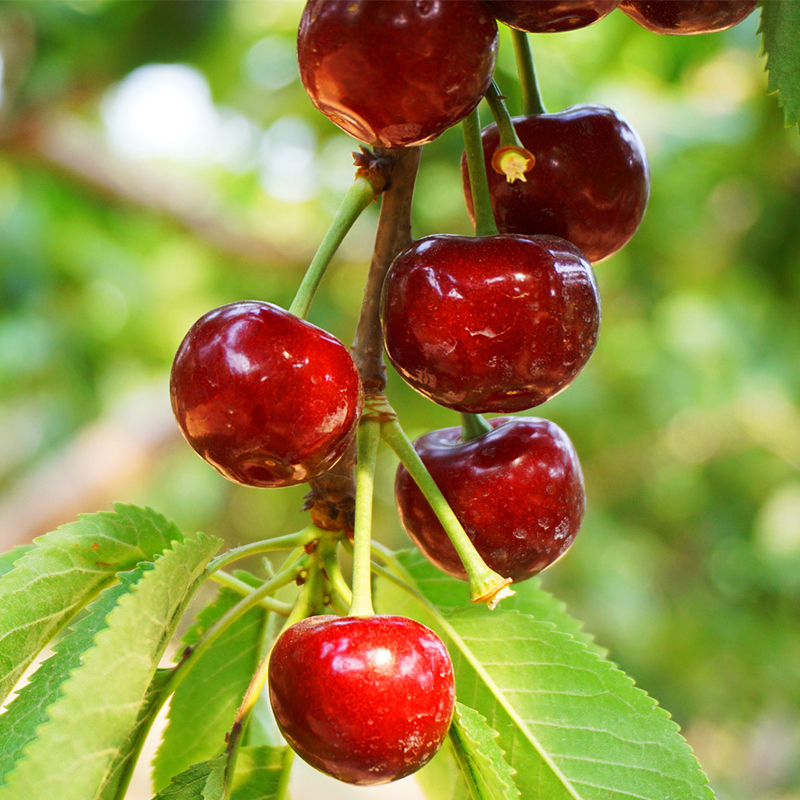 生鲜>水果>车厘子/樱桃>大土澳>大土澳车厘子/樱桃>800_800
