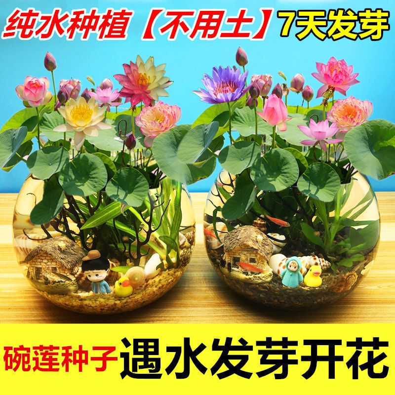 睡莲碗莲荷花水培花种子室内无土栽培四季种植盆栽报价 参数 图片 视频 怎么样 问答 苏宁易购