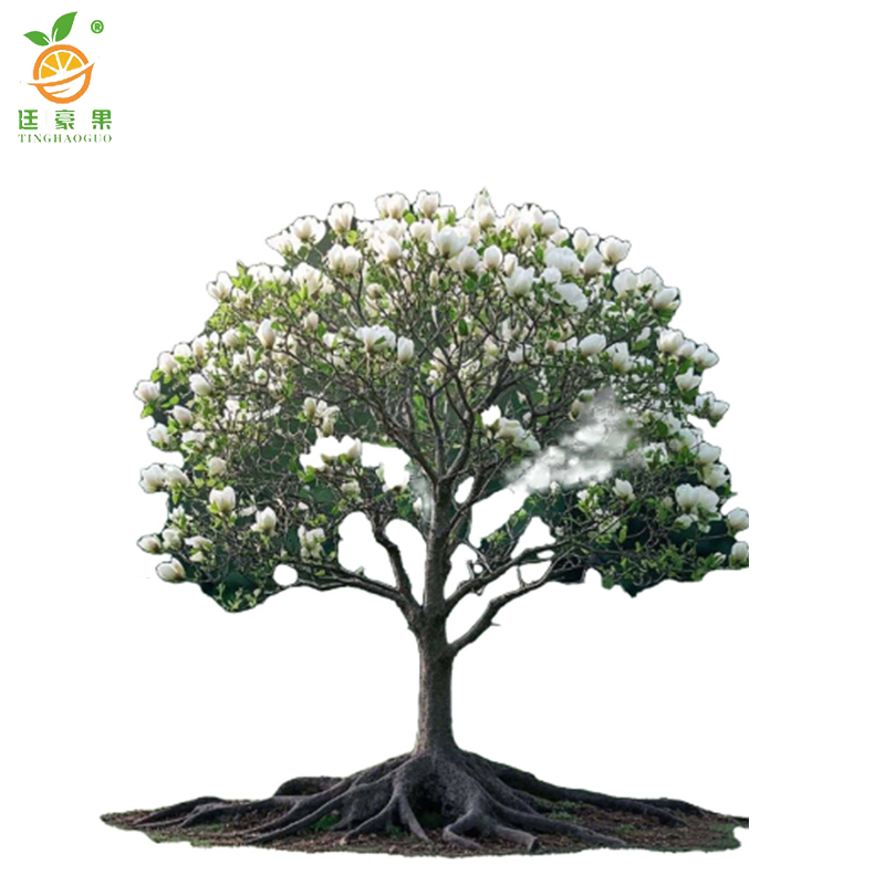 廷豪果 玉兰树 绿植 胸径12cm /棵高清大图