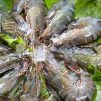 简单滋味 越南生冻黑虎虾400g(16-20只)进口草虾 海鲜水产