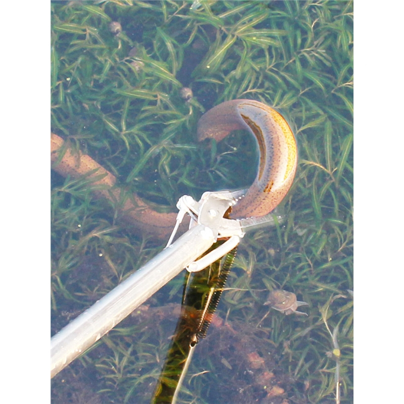 不锈钢黄鳝夹子长鱼赶海工具阿斯卡利ascari捕鳝鱼夹抓泥鳅钳龙虾螃蟹