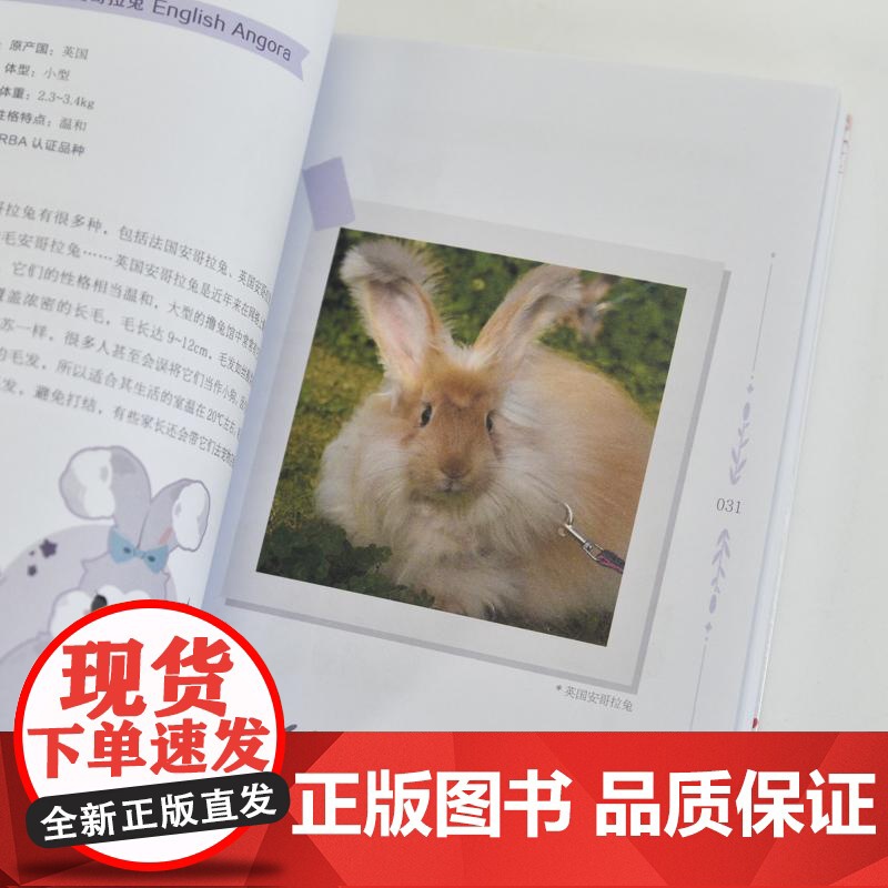 *开始养兔兔 兔兔行为及养护指南 养兔手册 养兔子书籍 宠物兔饲养 兔兔子行为解读 新手养兔攻略高清大图