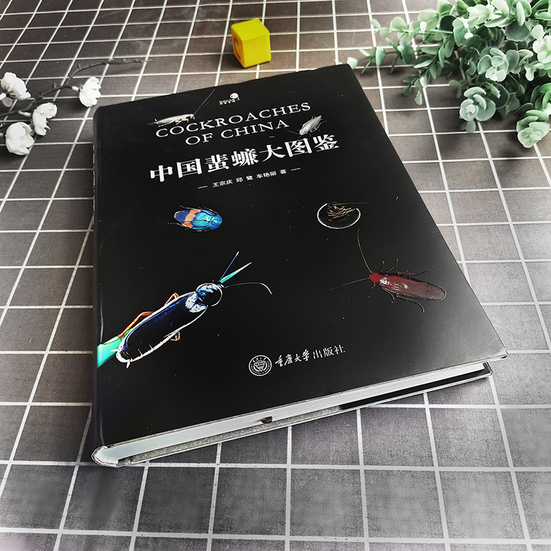❤常见蝴蝶野外识别手册 [正版]科普书籍好奇心书系野外识别手册常见爬行动物兜锹花臂蜚蠊蜘蛛蘑菇蜗牛蝴蝶昆虫蜻蜓琥珀天体云高清大图