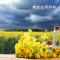 宁百晟农家小榨菜籽油5L/桶