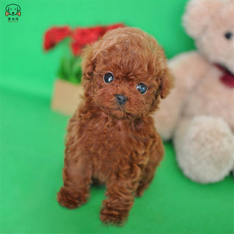 麦比佳 泰迪犬 活体狗狗幼犬纯种血统级长不大卷毛泰迪熊犬玩具型标准型微小体茶杯犬泰迪贵宾富贵狗视频挑选高清大图
