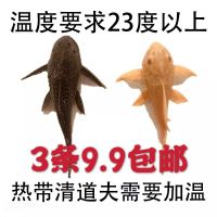 热带观赏金鱼冷水清道夫鱼活体清洁垃圾鱼热带工具鱼琵琶鱼老鼠鱼 2-4厘米黑3