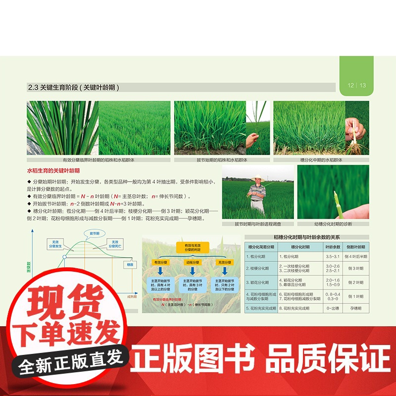 图说水稻高清大图