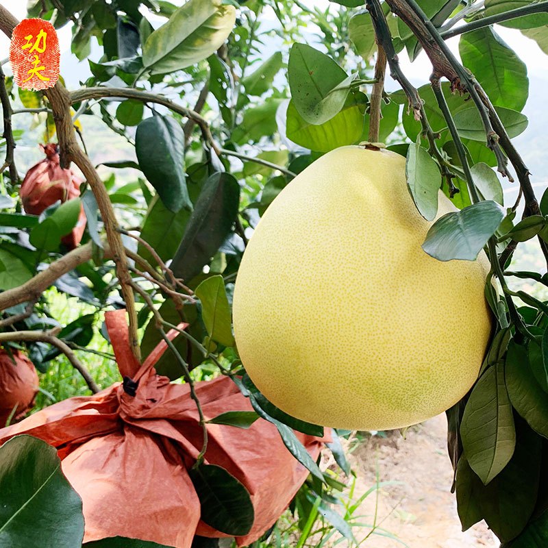 新鲜平和功夫蜜柚 红白双拼蜜柚 新鲜水果红肉白肉柚子6个装约16斤 当季孕妇应季水果