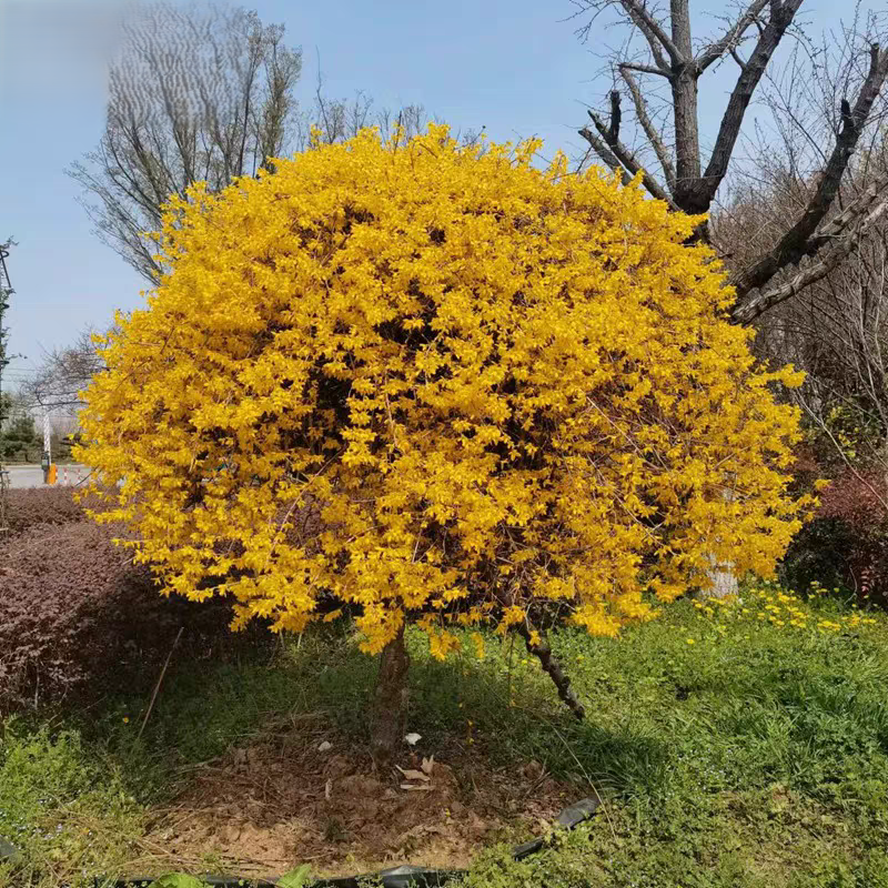 诚智旺 连翘球 冠幅80cm /棵高清大图