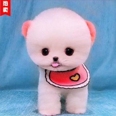 纯种博美犬幼犬活体长不大茶杯犬博美比熊俊介小型犬